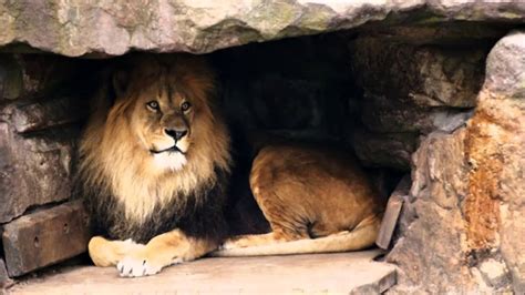 Daniel and the Lions Den by Dan Lawlis Throw Pillow. . Lions den vod